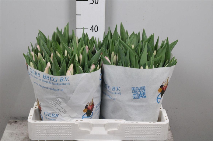 <h4>Tu En Dynasty</h4>