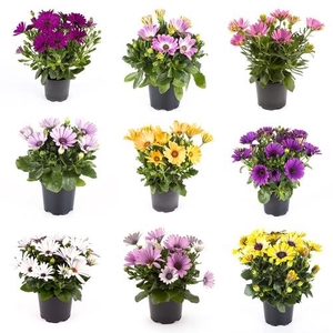 OSTEOSPERMUM ECKLONIS p11 gemengd