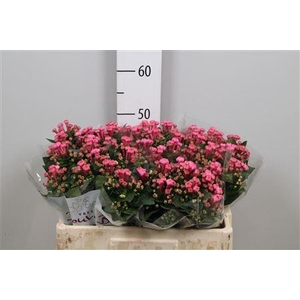 Bouvardia EN 'Royal Roza'