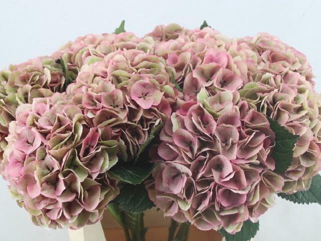 <h4>HYDR M ROYAL LOVE CL</h4>