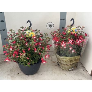Fuchsia 'El Camino'