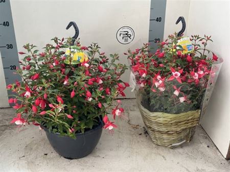 <h4>Fuchsia 'El Camino'</h4>