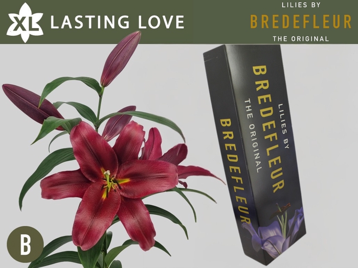 <h4>LI OT LASTING LOVE QUALITY BOX</h4>