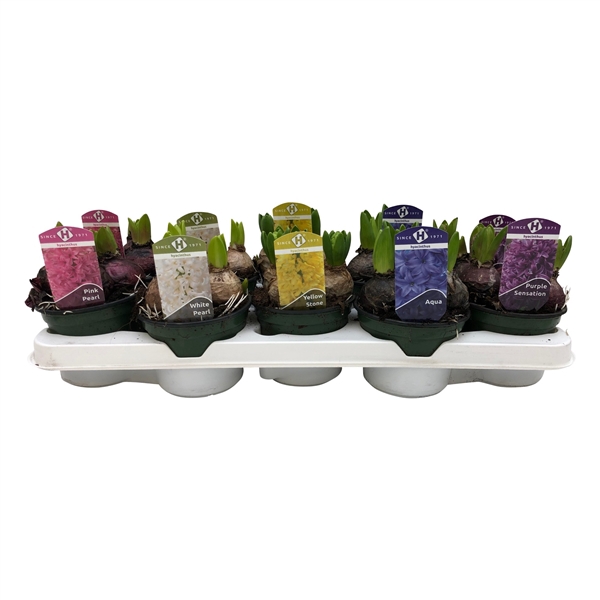 <h4>Hyacinthus orientalis gemengd 5kleuren</h4>