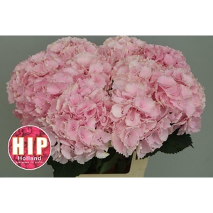 HYDRANGEA  'VERENA'