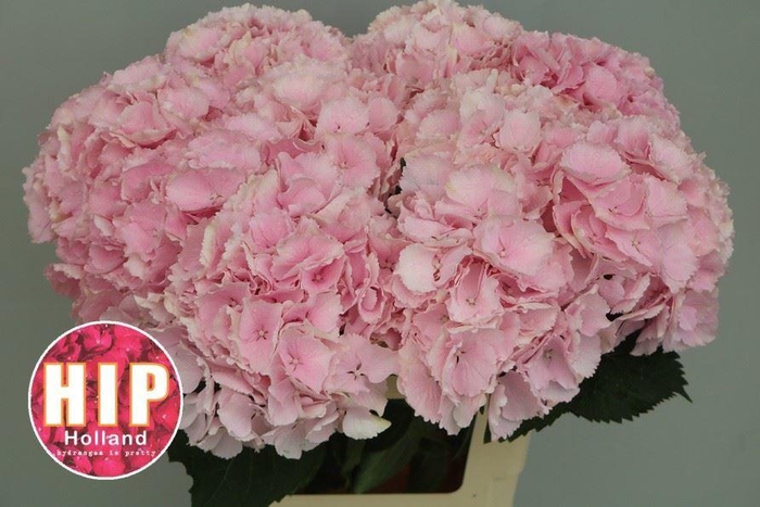 <h4>HYDRANGEA  'VERENA'</h4>