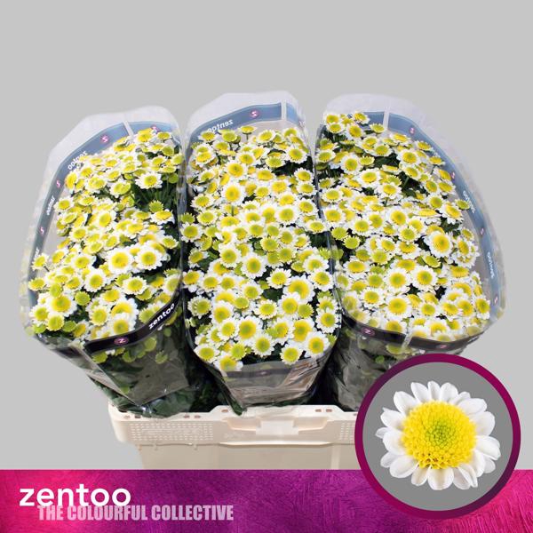 <h4>Chr San Sun Up Zentoo</h4>