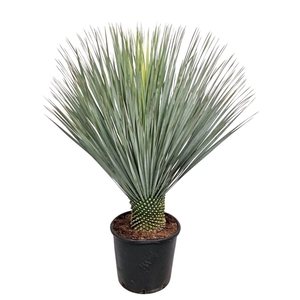 Yucca rostrata