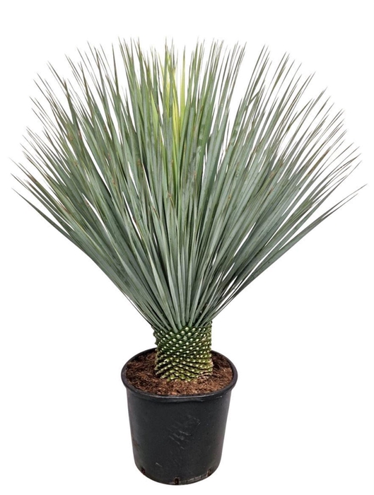 <h4>Yucca rostrata</h4>