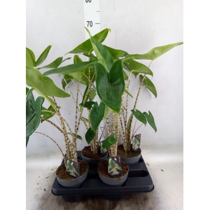 Alocasia zebrina