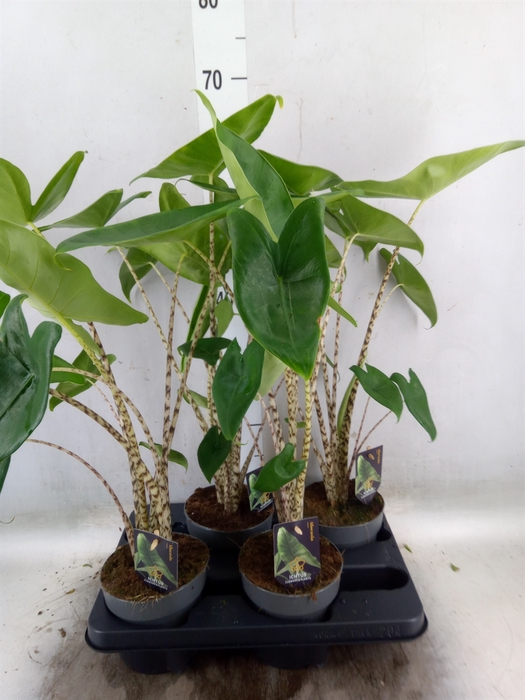 <h4>Alocasia zebrina</h4>