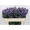 Aster Baby Blue