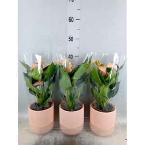 Anthurium andr. 'Joli Peach'