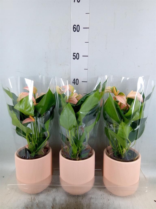 <h4>Anthurium andr. 'Joli Peach'</h4>