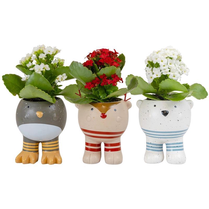 <h4>KALANCHOE BLOSSFELDIANA p6</h4>