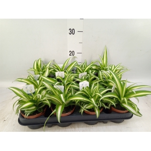 Chlorophytum com. 'Variegatum'