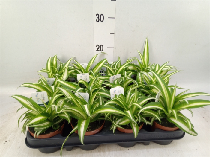 <h4>Chlorophytum com. 'Variegatum'</h4>