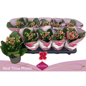 KAL EN BEL ROSA PINK