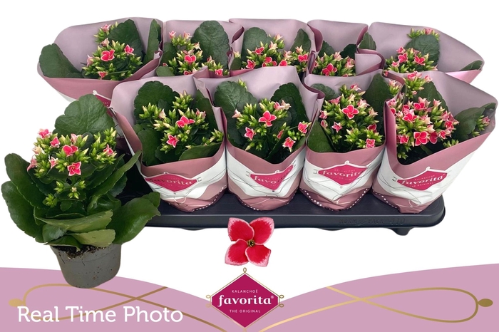 <h4>KAL EN BEL ROSA PINK</h4>