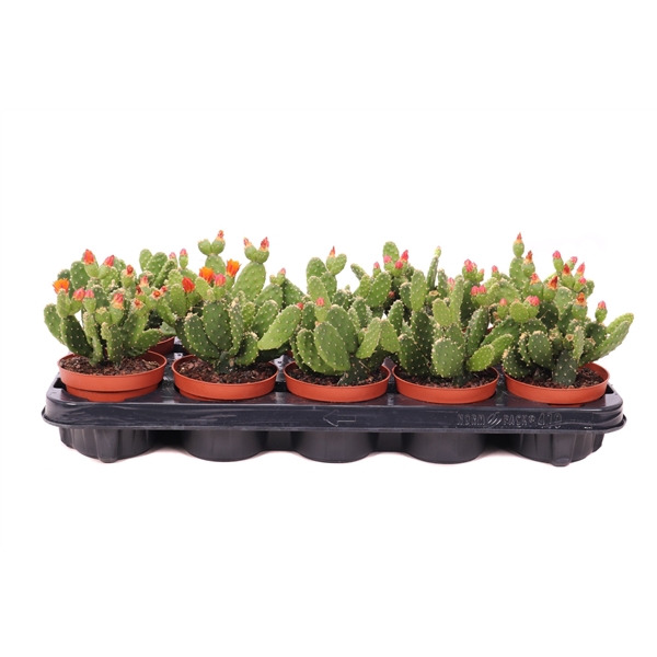 <h4>Opuntia quitensis 10,5 cm</h4>