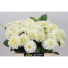 Dahlia White Cap