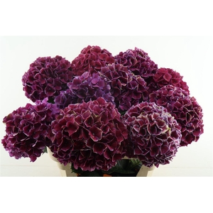 Hydr M Ruby Glow 80-21
