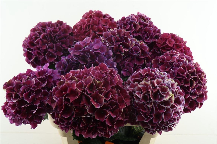 <h4>Hydr M Ruby Glow 80-21</h4>