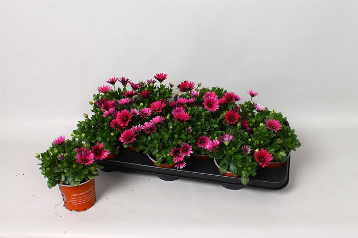 <h4>OSTEO SENORI TANJA</h4>