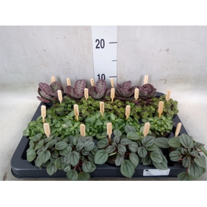 Planten  ..mix