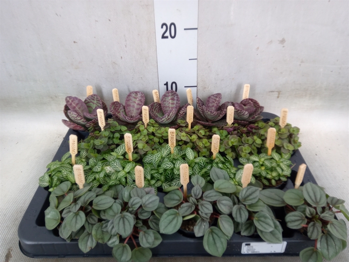 <h4>Planten  ..mix</h4>