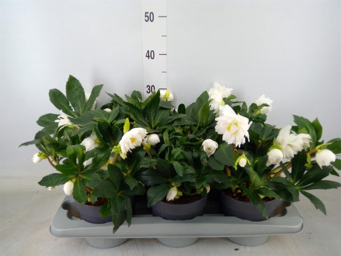 <h4>Helleborus niger</h4>