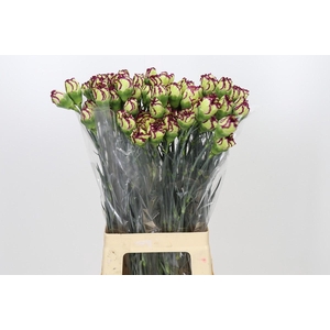 Dianthus St Extravaganza