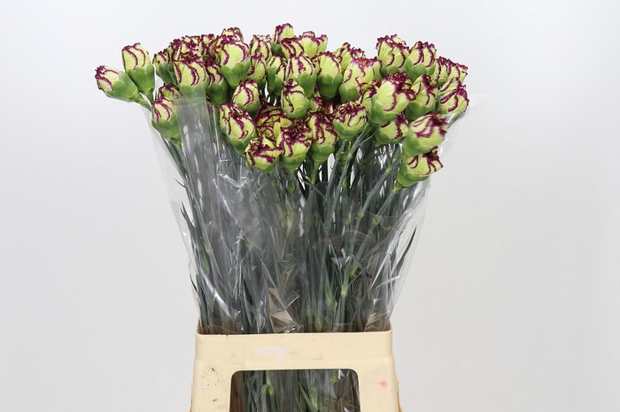 <h4>Dianthus St Extravaganza</h4>