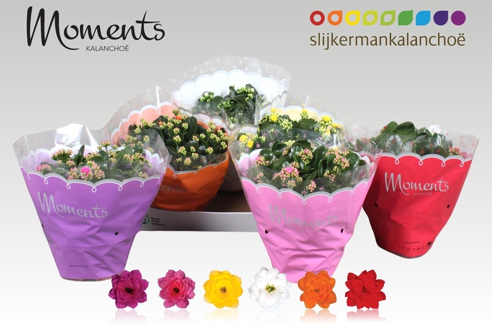 <h4>KAL GE GEM 6 KL</h4>