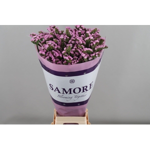 Limonium sinuatum 'Rosella Sun Bir'