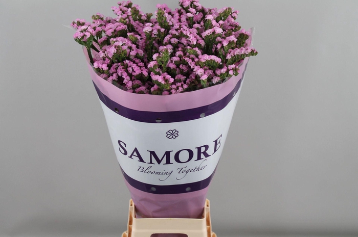 <h4>Limonium sinuatum 'Rosella Sun Bir'</h4>