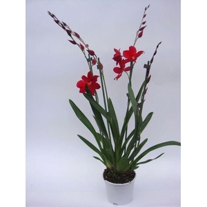 Cambria Nelly Isler 4T30+