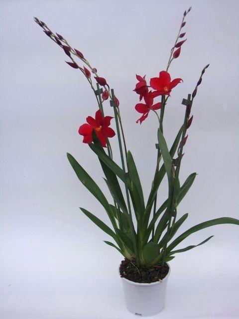 <h4>Cambria Nelly Isler 4T30+</h4>