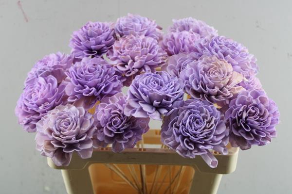 <h4>Droog Dhalia Lavendel 10cm</h4>