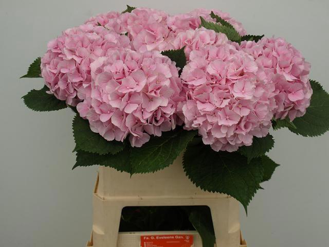 <h4>HYDR M CH VERENA</h4>