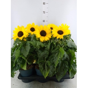 Helianthus an. 'Sunfinity Yel Cent'