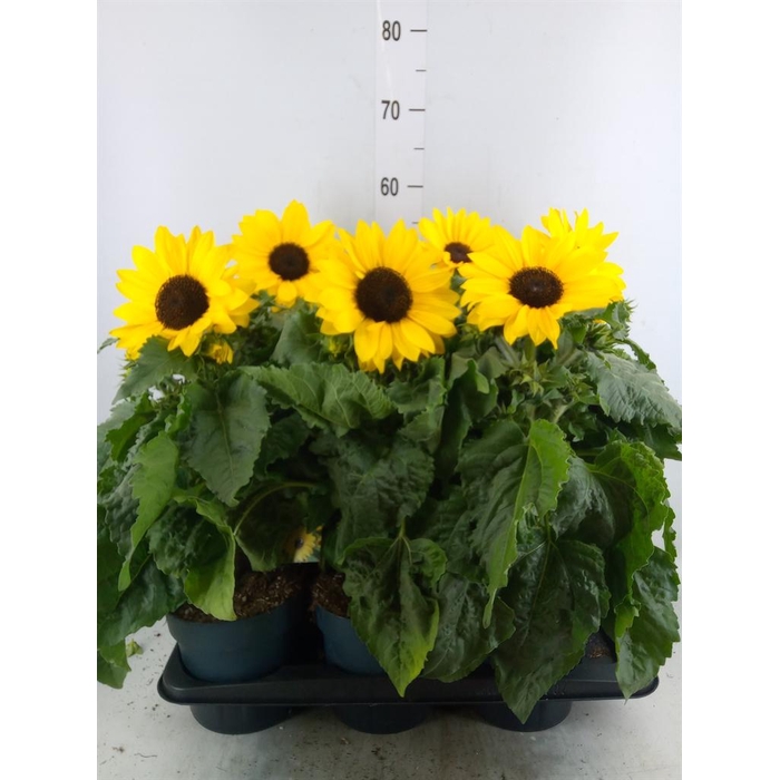 <h4>Helianthus an. 'Sunfinity Yel Cent'</h4>