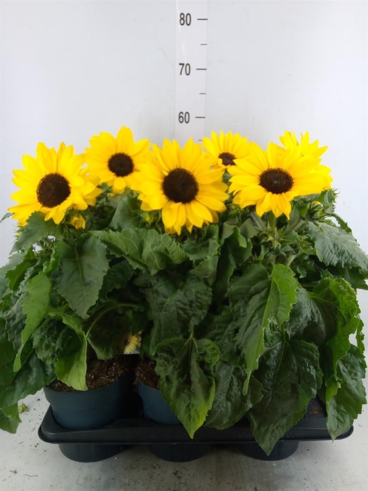 Helianthus an. 'Sunfinity Yel Cent'