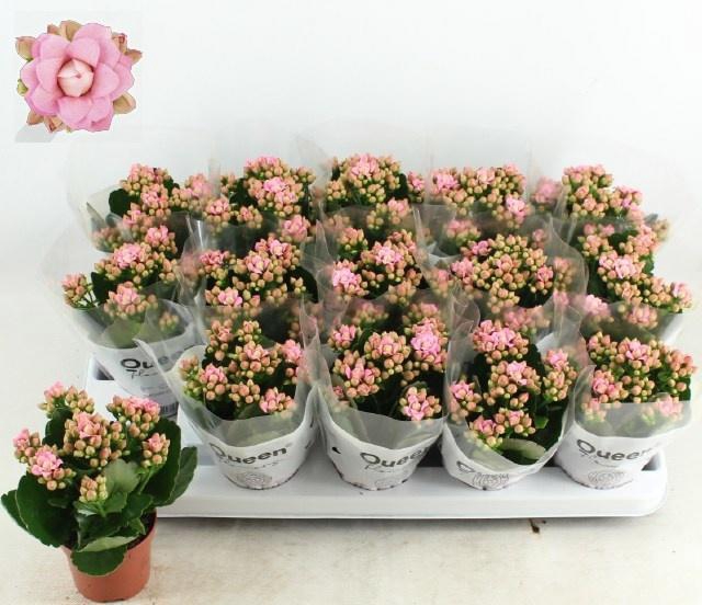 <h4>KAL GE MF LILLIAN</h4>