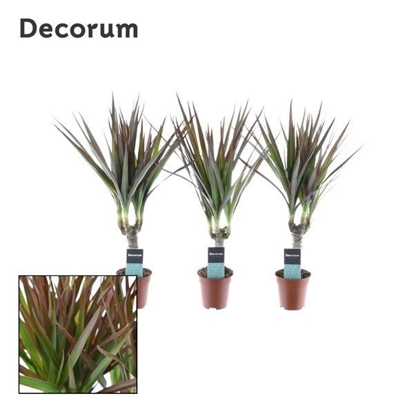 <h4>Dracaena Tiny Tummy Magenta</h4>