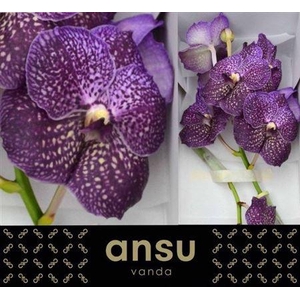 Vanda Su Violet Dark