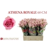 Rosa a grande fleur Athena Royale