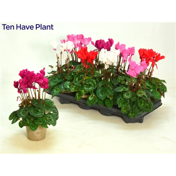 <h4>Cyclamen SS Macro Mix</h4>