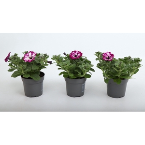 Petunia Electric Purple Sky