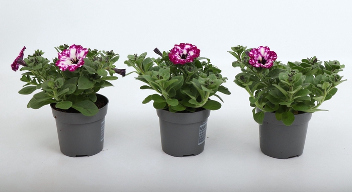 <h4>Petunia Electric Purple Sky</h4>